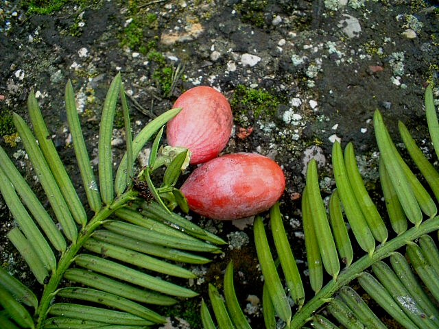 Cephalotaxus harringtonia